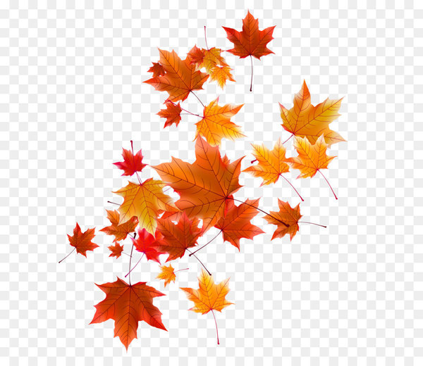 Autumn Leaf - Autumn leaves