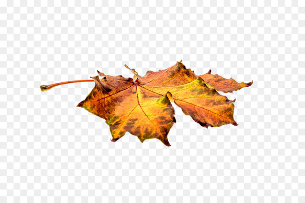Autumn leaf color Autumn leaf color - autumn leaves