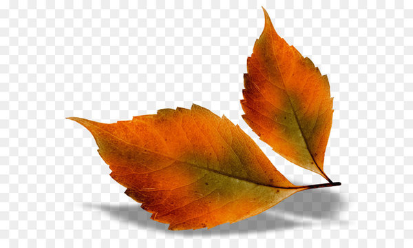 Free: Autumn leaf color Autumn Leaves Chord progression - Beautiful ...