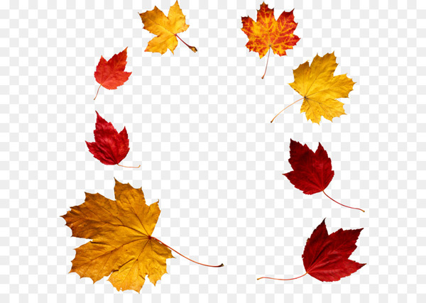 Autumn leaf color - autumn PNG leaf