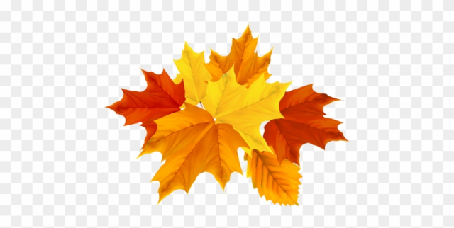 Autumn Leaf Color Maple Leaf - Autumn Leaf Color Maple Leaf