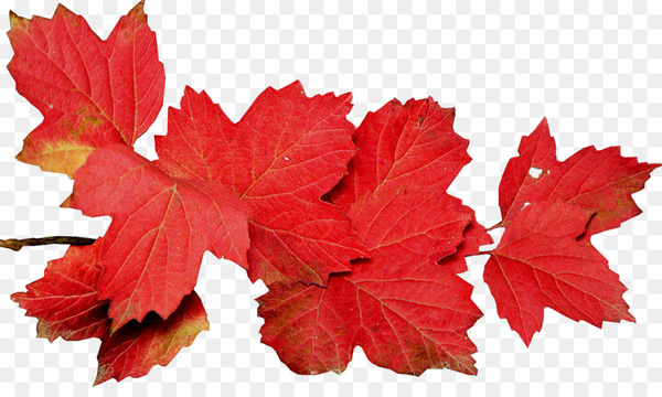 Autumn Leaves Leaf Photography - autumn leaves