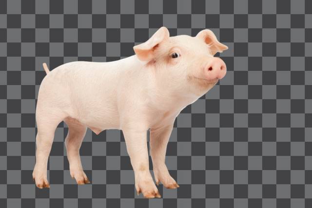 Baby Piglet PNG transparent background
