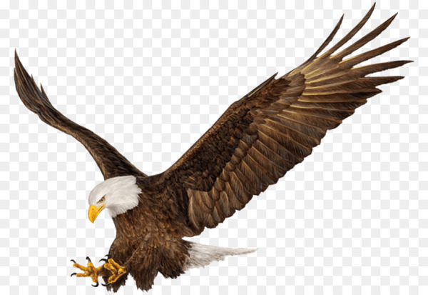 Bald Eagle, Bird, Eagle PNG