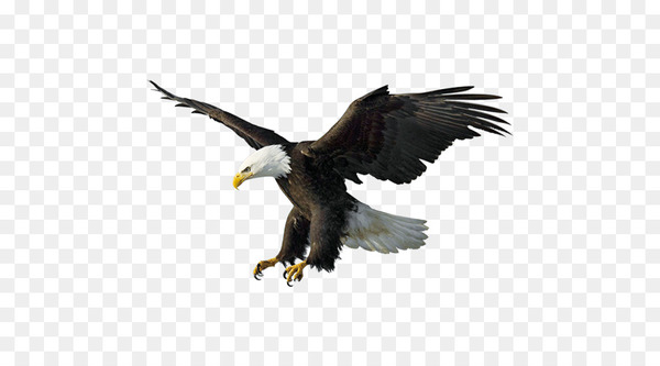 Free Bald Eagle Drawing Illustration Flying Eagles Nohat Cc