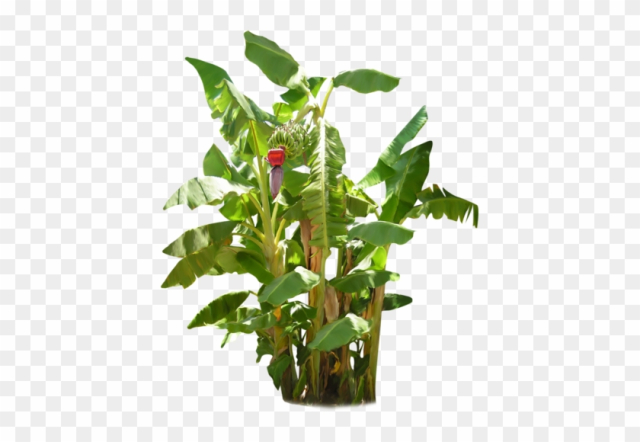 Banana Tree With Fruit - Banana Tree With Banana Png