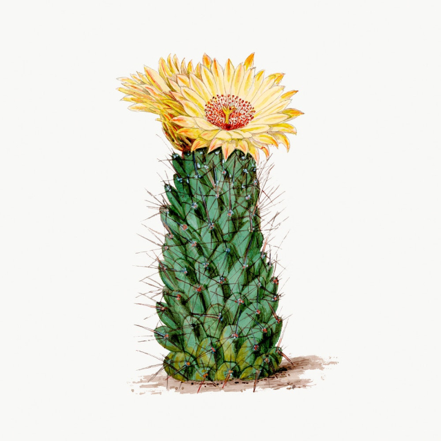 Beehive cactus illustration, classic floral | Free Photo Illustration - rawpixel