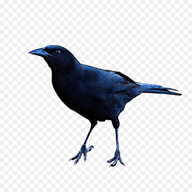 bird beak fish crow crow crow-like bird