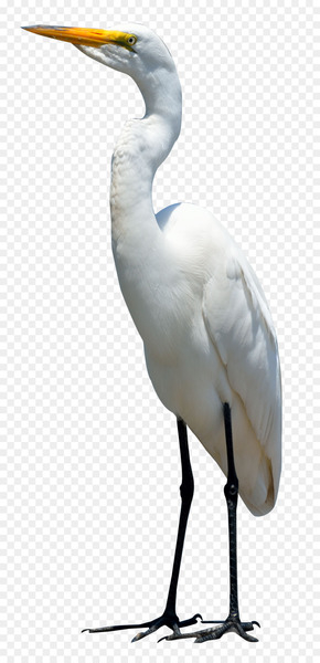 Bird Crane - Egret Bird