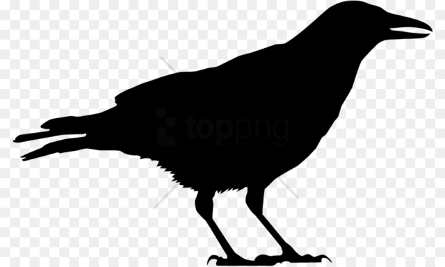 Bird, Crow, American Crow, Vertebrate PNG