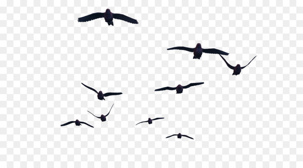 Bird flight Bird flight Clip art - Bird PNG 