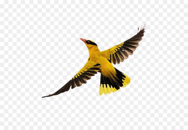 Bird Flight - Birds flying