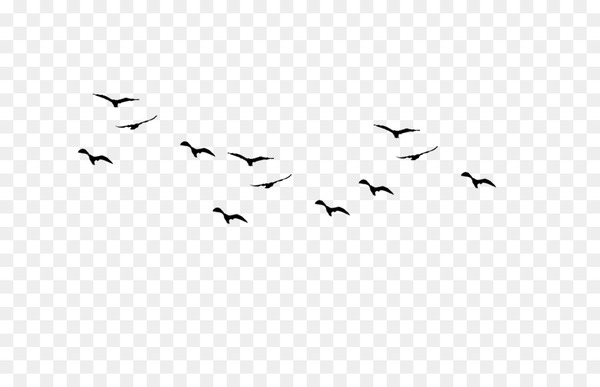 Bird flight Flock - Bird