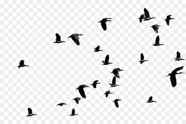 Bird migration Flight Duck Animal migration - flying bird