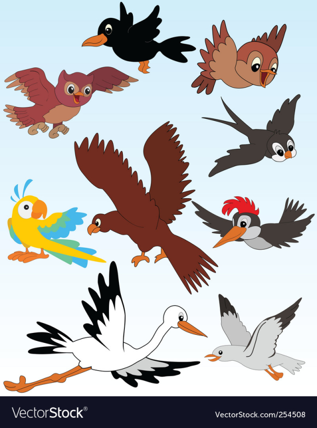 birds
