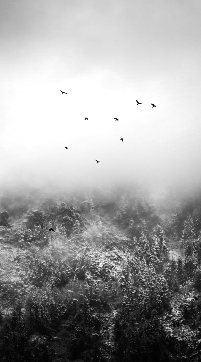 Birds flying over misty forested highlands