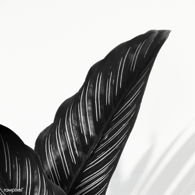 Black calathea majestica albolineata leaf design resource | Free transparent png - 2280669