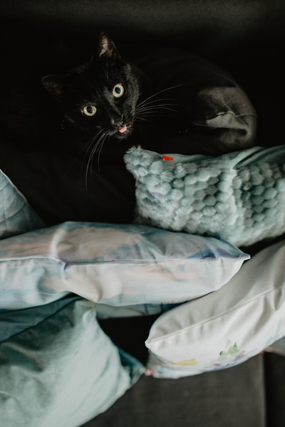 Black cat