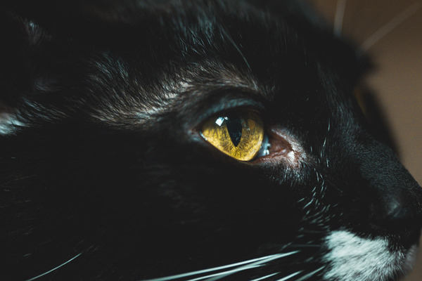 Black Cat
