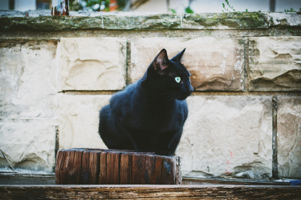 Black cat