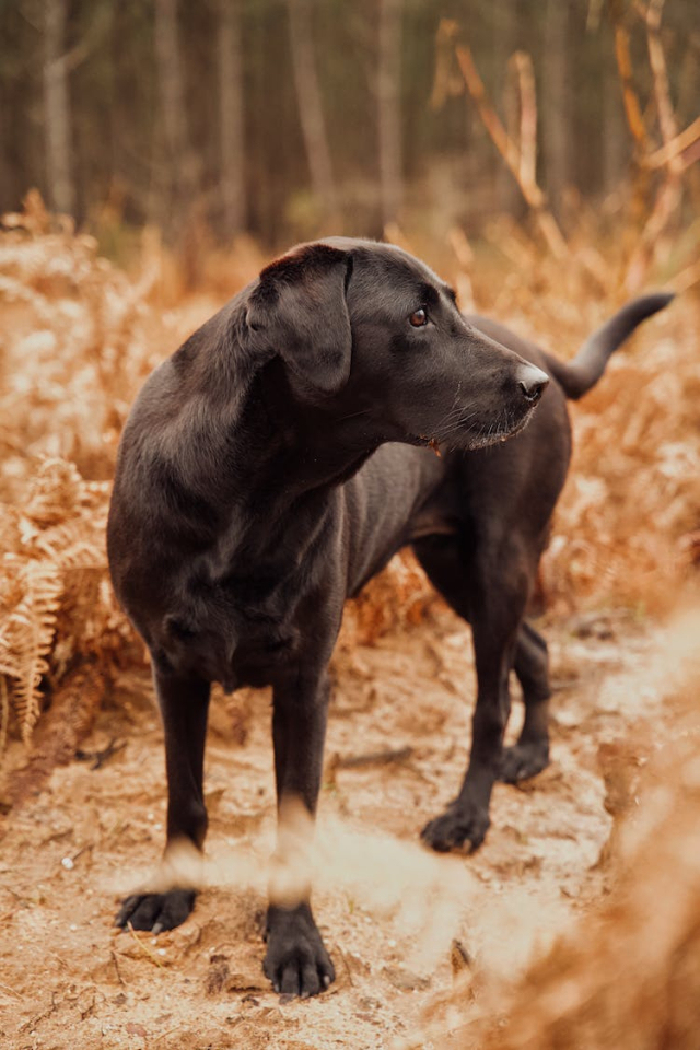 Black Labrador