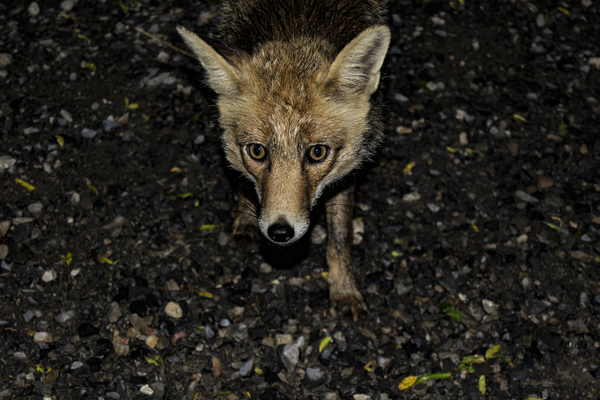 Brown 4-legged Animal