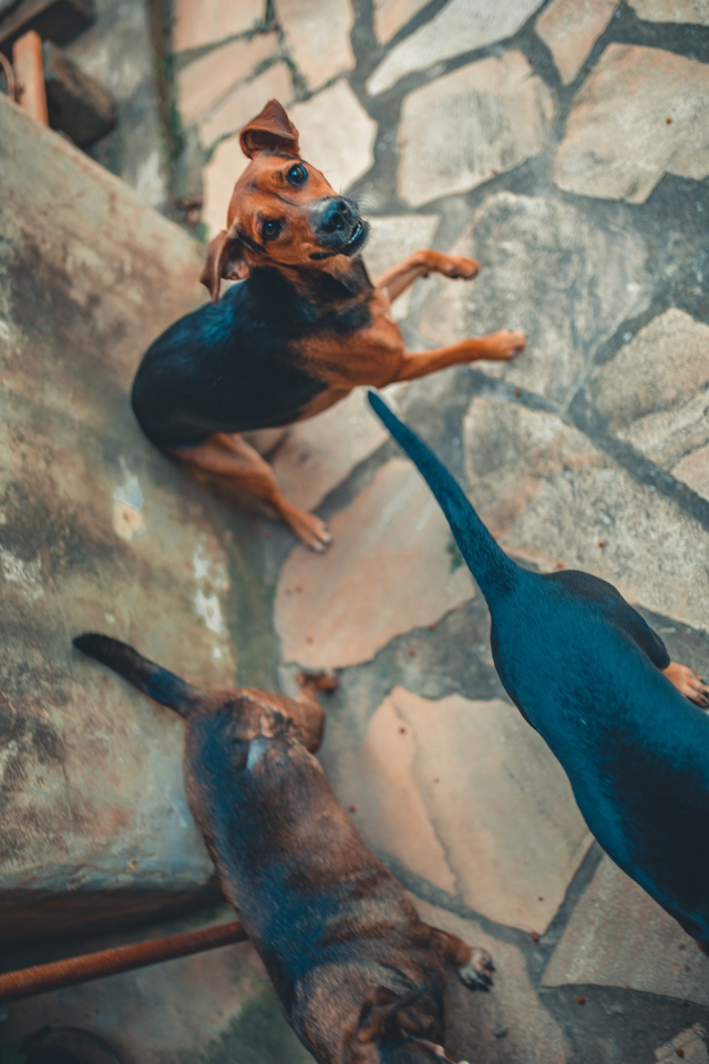 Brown Adult Dog