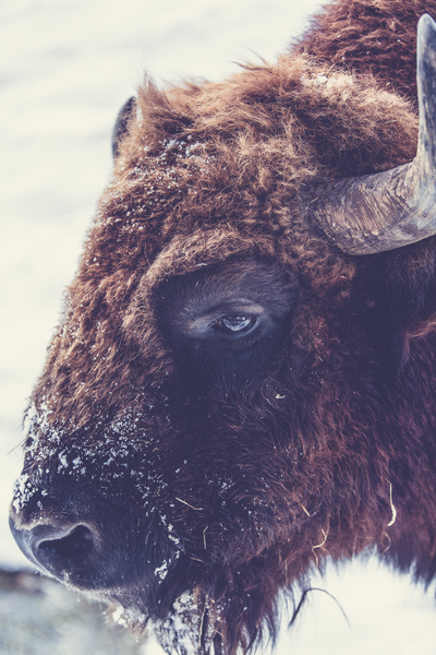 Brown and Black Animal