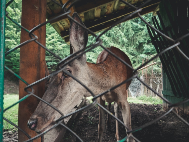 Brown Animal