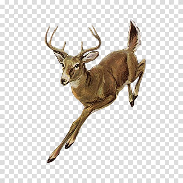 Brown deer illustration, Roe deer Red deer Elk, deer transparent background PNG clipart