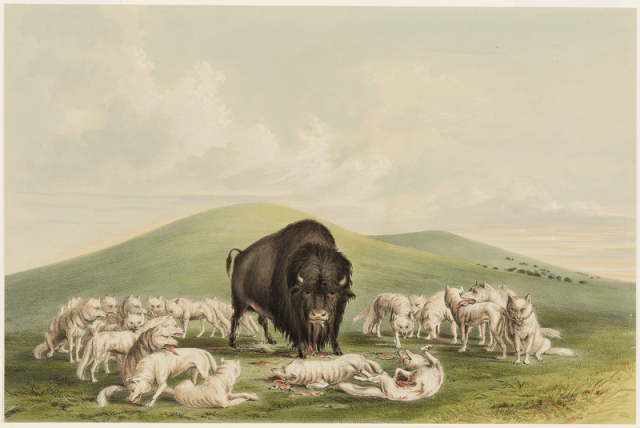 Buffalo Hunt, White Wolves Attacking | Free Photo - rawpixel