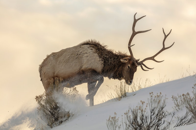 Bull elk searches for food | Free Photo - rawpixel