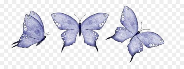 Butterfly Animation - butterfly
