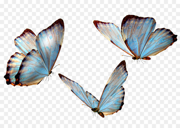 Butterfly Clip art - butterfly