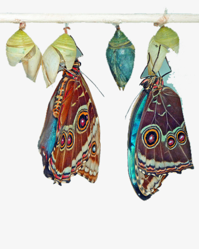 Butterfly Cocoon, Butterfly Clipart, Butterfly, Colorful Butterfly ...