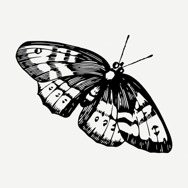Butterfly drawing, vintage insect illustration | Free PSD - rawpixel