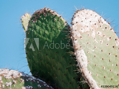 Cactus close up