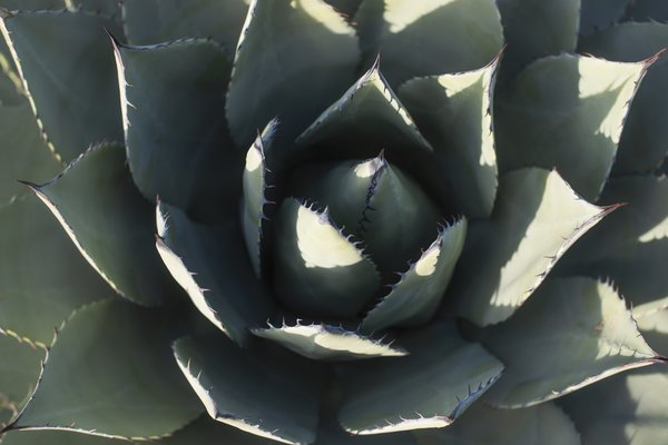 Cactus Close Up In Green