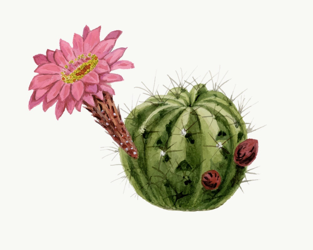Cactus illustration, aesthetic floral illustration | Free Vector Illustration - rawpixel