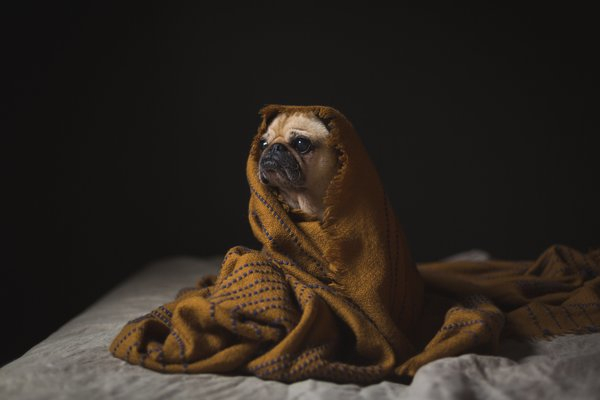 Canine Staying Cozy