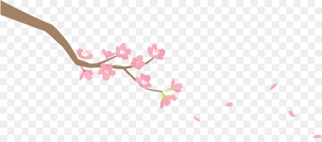 Cherry blossom