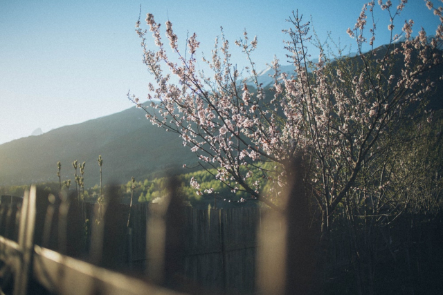 Cherry Blossom