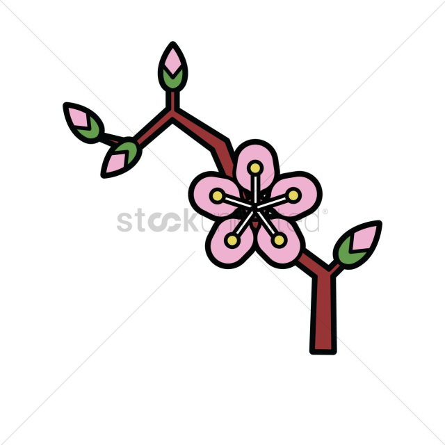 Cherry blossom