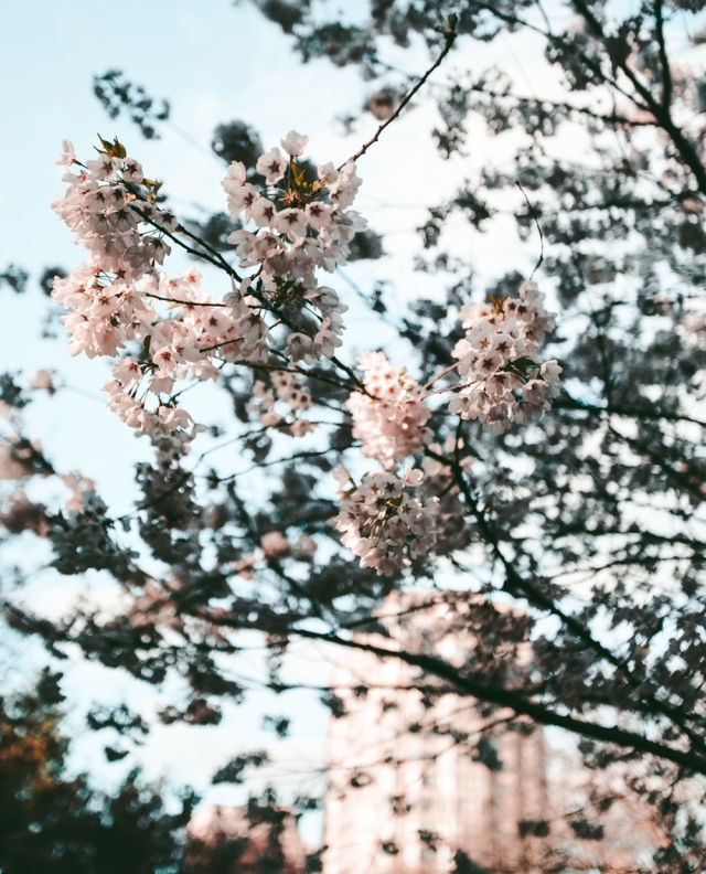 Cherry Blossom