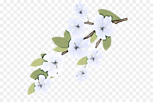 Cherry blossom