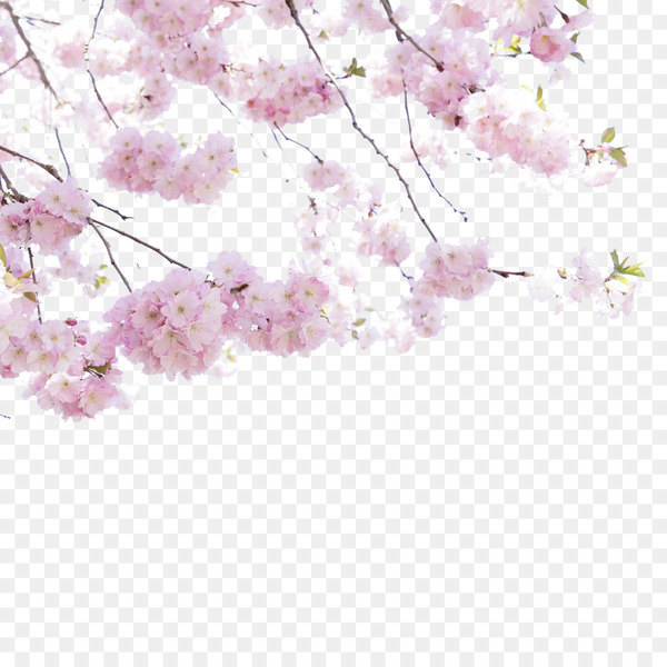 Cherry blossom Flower - Cherry blossom viewing