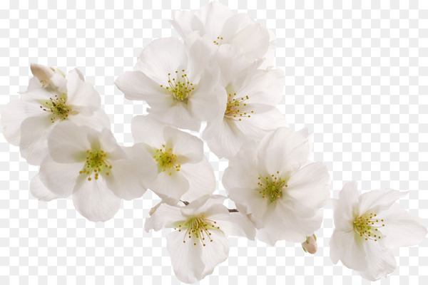 Cherry blossom White Peach - Bright white peach
