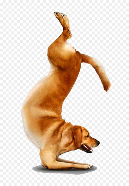 Chihuahua Yoga Dogs Doga Adho mukha śvānāsana - Yoga Dogs