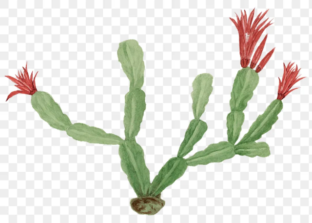 Christmas cactus png illustration, vintage | Free PNG Sticker - rawpixel