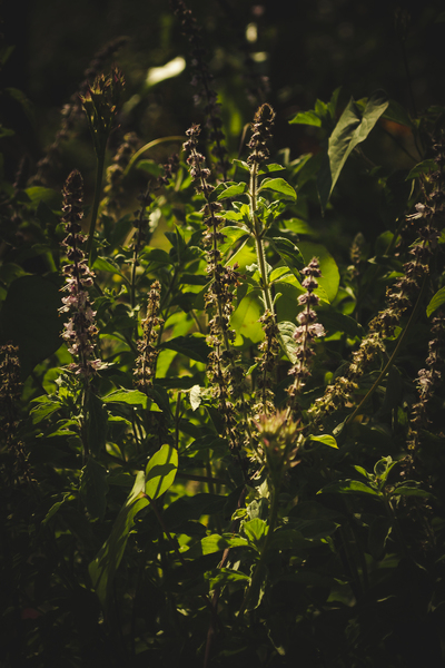Close-Up of Green Plants
